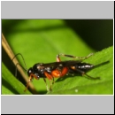 Pimpla strigipleuris - Schlupfwespe w01a 8mm - OS-Hasbergen Lehmwiese det06.jpg